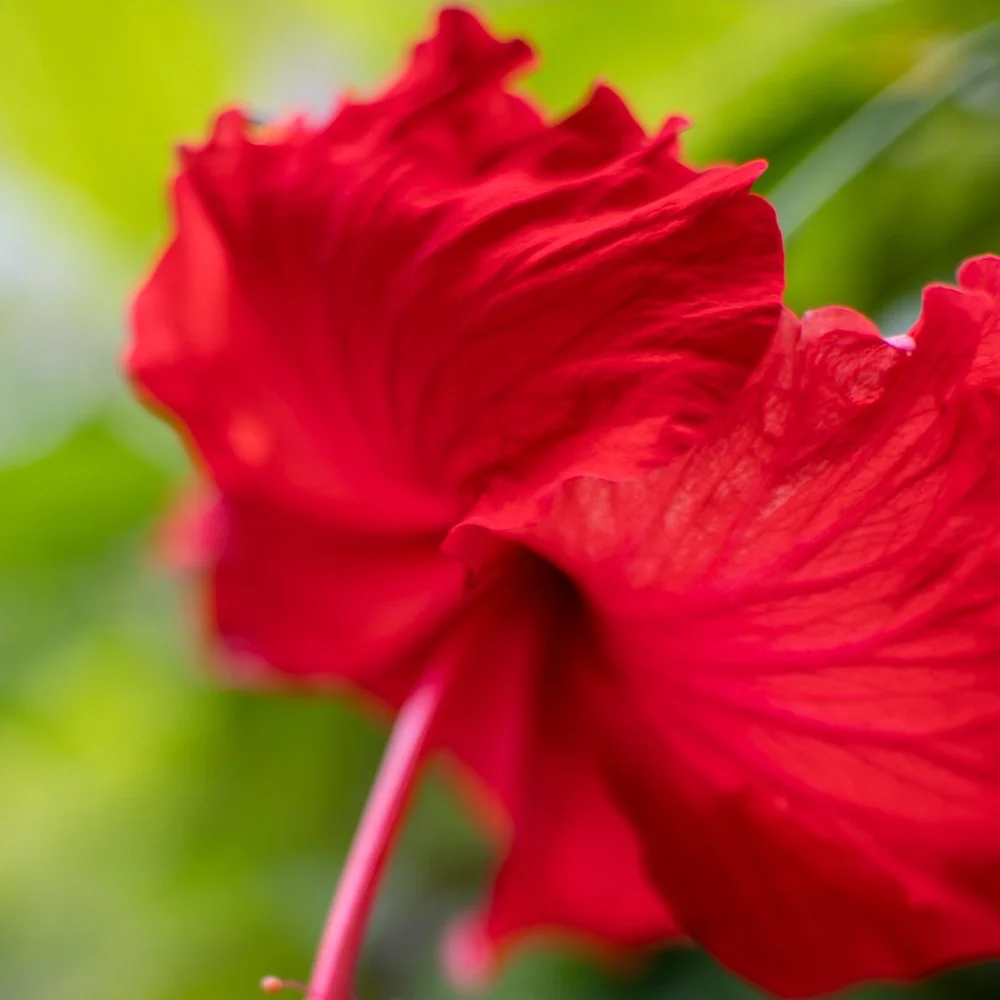 A hibiscus bloom in deep red against green foliage, the extract at the base of every Red Remedy flavour